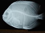 Chaetodon ocellatus 1 full FMNH 45561